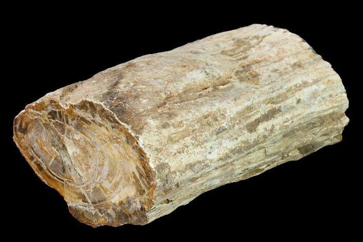 Long Petrified Wood (Araucaria) Limb - Madagascar #166582